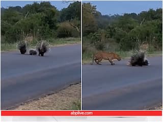 Video: तेंदुए से बच्चों को बचाने के लिए भिड़ गए पॉर्क्यूपाइन कपल, शिकारी जानवर की हालत हुई खराब