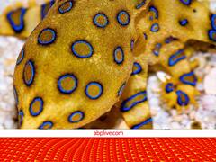 दुनिया के सबसे जहरीले जीव... पलभर में ले सकते हैं किसी की भी जान!