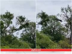 पहले प्रयास में असफल होने पर तेंदुए ने नहीं मानी हार, जोरदार छलांग लगाकर बंदर को बनाया शिकार