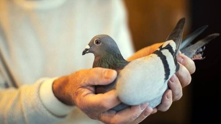 इस कबूतर का नाम किम है और यह एक मादा रेसिंग कबूतर है. इस कबूतर को दुनिया का सबसे महंगा कबूतर होने का खिताब हासिल है. एक ऑनलाइन नीलामी में इस रेसिंग कबूतर को 19 लाख डॉलर यानी करीब 14 करोड़ रुपये में बेचा गया था.