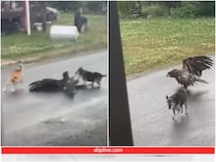 चील ने किया घर में खेल रहे कुत्ते पर जानलेवा हमला, मदद को आए साथी ने बचाई जान