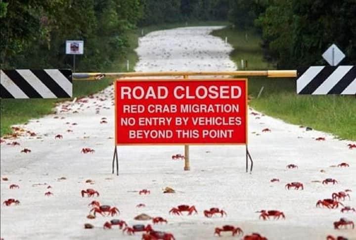 यहां जगह-जगह पर ऐसे बोर्ड भी लगाए हैं जिनपर लिखा है कि गाड़ी धीरे चलाएं. काफी सावधानी बरतने के बाद भी सड़क पर हर साल हजारों केकड़े गाड़ियों के नीचे आकर मर भी जाते हैं.