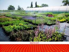 बंजर खेतों से बंपर कमाई! बिना किसी लागत में मिल जाती है जबरदस्त पैदावार, मार्केट में भारी डिमांड