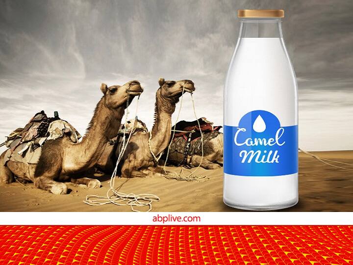 Camel Farming Full Process and Overall Expenses Along with Earnings from camel Milk गाय-भैंस ही क्यों? ऊंट का दूध भी औषधीय गुणों से भरपूर, ओवरऑल खर्च से कहीं ज्यादा है कमाई, ये हैं दूध के दाम
