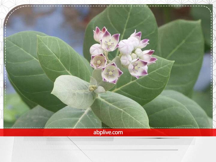 शास्त्रों के अनुसार घर में बबूल का पौधा लगाने से वाद-विवाद बढ़ता है. इससे परिवार के सदस्य मानसिक तौर पर बीमार रहने लगते हैं. इसका घर के आसपास होना भी अशुभ माना जाता है.