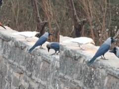 कुदरत का करिश्मा! आखिर लोगों ने देख ही लिया सफेद रंग का कौआ, Viral हो रहा ये Video