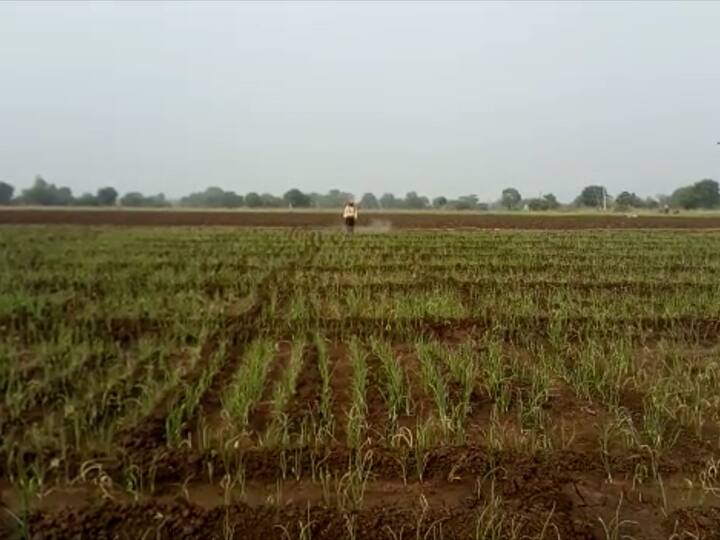 Agriculture News : धुळ्यात धुक्याची चादर अजूनही कायम असल्याने याचा परिणाम रब्बी हंगामाच्या पिकांवर होत आहे.  जिल्ह्यातील बहुतांश भागात कांदा पिकावर करपा रोगाचा प्रादुर्भाव वाढला आहे.