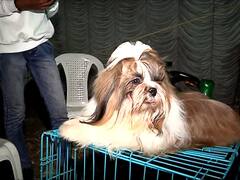 Amravati Dog Show : जर्मन शेफर्ड, अल्सेशियन, पग...अमरावतीमधील डॉग शोमध्ये विविध जातीचे श्वान