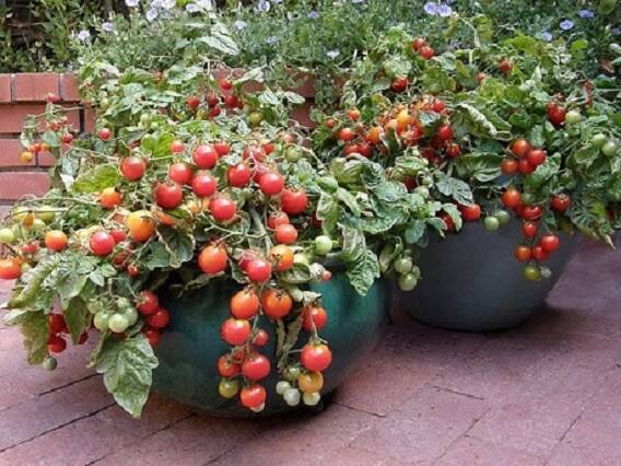Terrace Gardening : chhat par bagwani scheme provide 50% subcidy for Terrace-Gardening Terrace Gardening: ઘરના ધાબા પર કરો ખેતીને મેળવો રૂપિયા 25,000ની સબસિડી