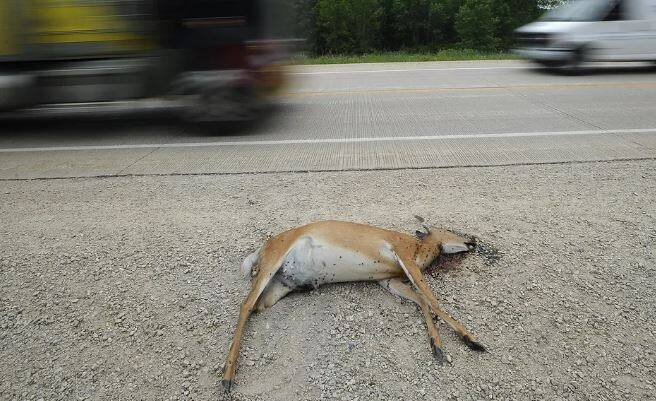 જો તમને કોઈ મૃત પ્રાણી દેખાય તો અંતર રાખોઃ જો તમને રસ્તામાં કોઈ મૃત પ્રાણી દેખાય તો તમારી દિશા બદલો. મૃત પશુઓને પણ પાર ન કરવા જોઈએ. કારણ કે મૃત પ્રાણીઓ પર ઘણી બધી નકારાત્મક ઉર્જા હોય છે, જે તમારા જીવન પર ખરાબ અસર કરી શકે છે