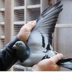 Kim Pigeon: ਦੁਨੀਆ ਦਾ ਸਭ ਤੋਂ ਮਹਿੰਗਾ ਕਬੂਤਰ... ਕੀਮਤ ਸੁਣ ਕੇ ਹੋ ਜਾਓਗੇ ਹੈਰਾਨ!