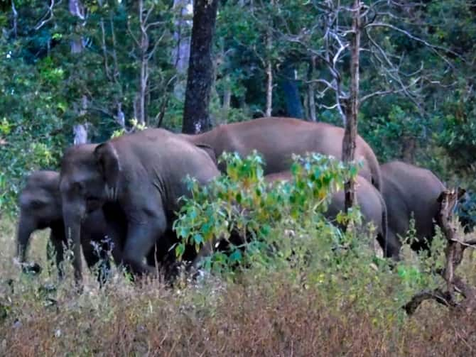 Madhya Pradesh Government Will Do Beekeeping In Affected Area To Drive Away  Elephant | MP Wildlife: हाथियों को से भगाने के लिए मधुमक्खियों की फौज  बनाएगी मध्य प्रदेश सरकार!