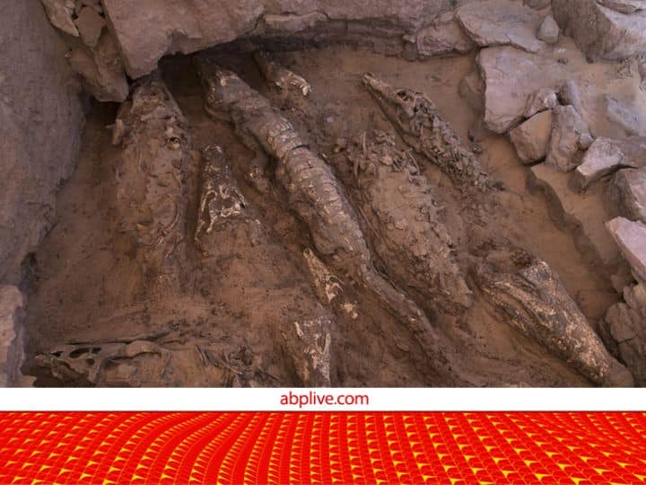 In Egypt 10 crocodile mummies found for the god Sobek know here what is mummy and how they made देवताओं को खुश करने के लिए 10 मगरमच्छों की बलि! आपको पता है मौत के बाद की इस विधि के बारे में?