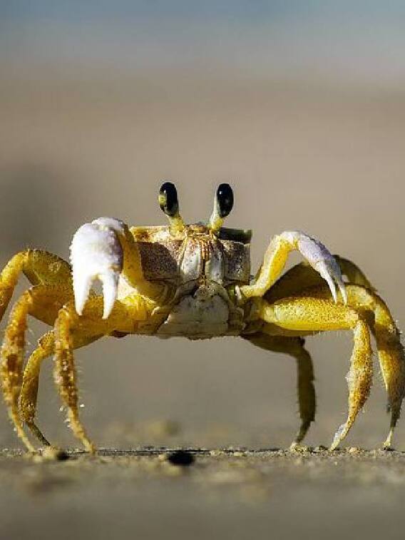 நண்டு சாப்பிடுவதால் ஏற்படும் நன்மைகள்!