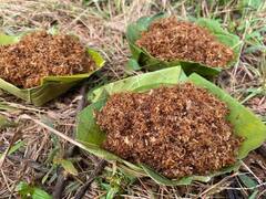 In Pics: बस्तर के हाट बाजारों में चापड़ा चींटी की भारी डिमांड, इसके लिए क्यों मुंह मांगी कीमत भी देते हैं पर्यटक, देखें तस्वीरें