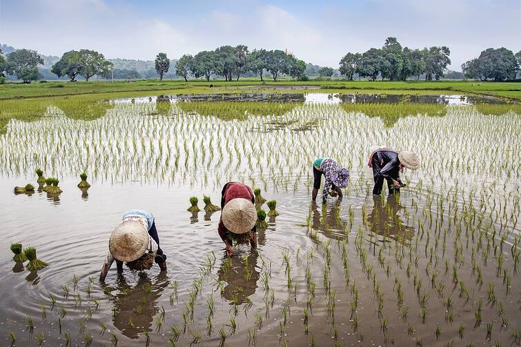 Bharatiya Janata Kisan Morcha is in the field ahead Panchayat polls for farmers BJP: নজরে গ্রাম বাংলার কৃষক ভোটব্যাঙ্ক, পঞ্চায়েত ভোটের আগে মাঠে ভারতীয় জনতা কিষাণ মোর্চা