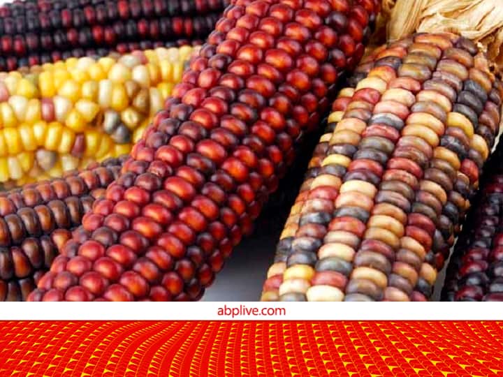 Pro-Vitamin Maize is more beneficial than ordinary Maize, tremendous earning….health benefits are also amazing