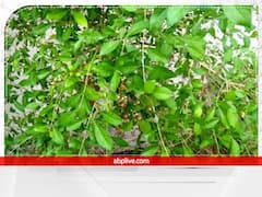 Vastu Tips: घर में दुर्भाग्य और कंगाली लाते हैं ये 6 पौधे, भूलकर भी ना लगाएं वरना हो जाएंगे बर्बाद