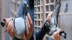 Kim Pigeon: ਦੁਨੀਆ ਦਾ ਸਭ ਤੋਂ ਮਹਿੰਗਾ ਕਬੂਤਰ... ਕੀਮਤ ਸੁਣ ਕੇ ਹੋ ਜਾਓਗੇ ਹੈਰਾਨ!