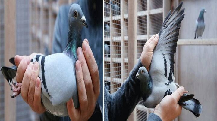 Most Expensive Pigeon: ਬਹੁਤ ਸਾਰੇ ਲੋਕ ਪੰਛੀ ਰੱਖਣ ਦੇ ਸ਼ੌਕੀਨ ਹਨ। ਕਈ ਲੋਕ ਕਬੂਤਰ ਪਾਲਦੇ ਹਨ ਅਤੇ ਵੇਚਦੇ ਵੀ ਹਨ ਪਰ ਅੱਜ ਅਸੀਂ ਤੁਹਾਨੂੰ ਇੱਕ ਅਜਿਹੇ ਕਬੂਤਰ ਬਾਰੇ ਦੱਸਾਂਗੇ ਜਿਸ ਦੀ ਕੀਮਤ ਕਰੋੜਾਂ ਵਿੱਚ ਹੈ।