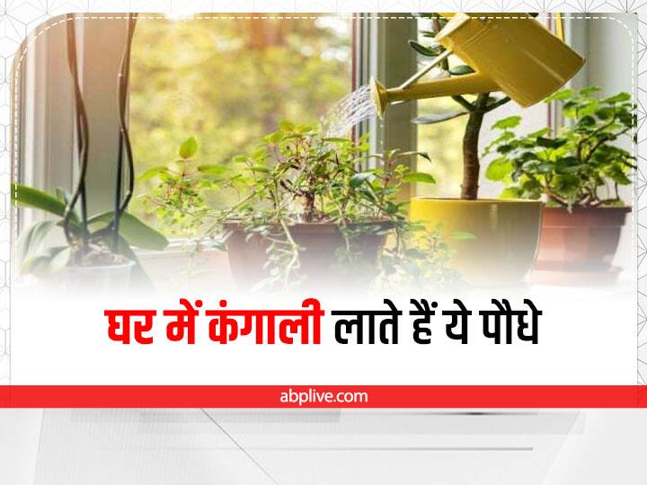 Vastu Plant For Home: वास्तु शास्त्र में पेड़-पौधों का खास महत्व बताया गया है. कुछ पौधे घर में खुशहाली लाते हैं जबकि कुछ पौधे घर में कंगाली लाने का काम करते हैं. ऐसे पौधे नहीं लगाने चाहिए.