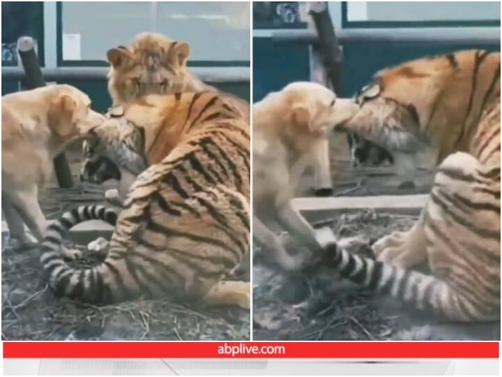 Viral Video: कुत्ते ने लड़ाई के दौरान नोंचा बाघ का कान, मदद की गुहार लगाता रहा खूंखार जीव Intense fight between dog tiger and lion stuns internet Viral goes video on Social media Viral Video: कुत्ते ने लड़ाई के दौरान नोंचा बाघ का कान, मदद की गुहार लगाता रहा खूंखार जीव