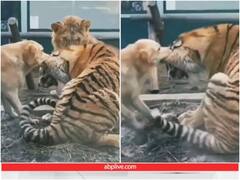 कुत्ते ने लड़ाई के दौरान नोंचा बाघ का कान, मदद की गुहार लगाता रहा खूंखार जीव