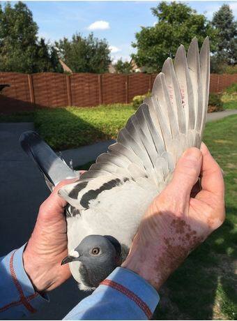 ਦੁਨੀਆ ਦਾ ਸਭ ਤੋਂ ਮਹਿੰਗਾ ਕਬੂਤਰ... ਕੀਮਤ ਸੁਣ ਕੇ ਹੋ ਜਾਓਗੇ ਹੈਰਾਨ!