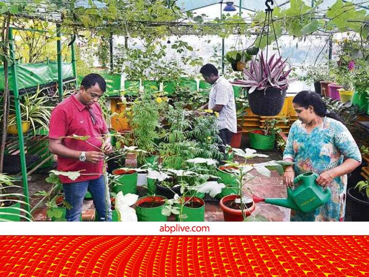 Apply on Bihar Horticulture Portal for Chhat par bagwani Scheme Provide 25000 rupees for Terrace Gardening Terrace Gardening: छत पर बागवानी के लिए 25,000 रुपये की सब्सिडी, ऑर्गेनिक गार्डनिंग किट के साथ प्लांट्स, ग्रो बैग और सैपलिंग ट्रे भी मिलेगी