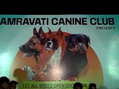 Amravati Dog Show : जर्मन शेफर्ड, अल्सेशियन, पग...अमरावतीमधील डॉग शोमध्ये विविध जातीचे श्वान