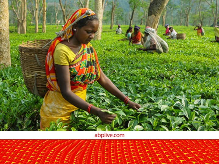 Tea Dragon Fruits and Strawberries are Trending Crop of Bihar Instead of Wheat And rice Cultivation Agriculture Growth: धान-गेहूं नहीं, अब इन नई फसलों का है बिहार में दबदबा, इन तरकीबों से बढ़ रहा मुनाफा