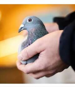 Kim Pigeon: ਦੁਨੀਆ ਦਾ ਸਭ ਤੋਂ ਮਹਿੰਗਾ ਕਬੂਤਰ... ਕੀਮਤ ਸੁਣ ਕੇ ਹੋ ਜਾਓਗੇ ਹੈਰਾਨ!