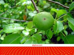 दुनिया का सबसे जहरीला पेड़, बारिश में अगर कोई इसके नीचे खड़ा हो जाए तो शरीर पर पड़ जाएंगे छाले!