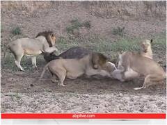 शेरों के झुंड में दिखा आपसी मतभेद, शिकार में सफलता के बाद भी भैंस को छोड़ा