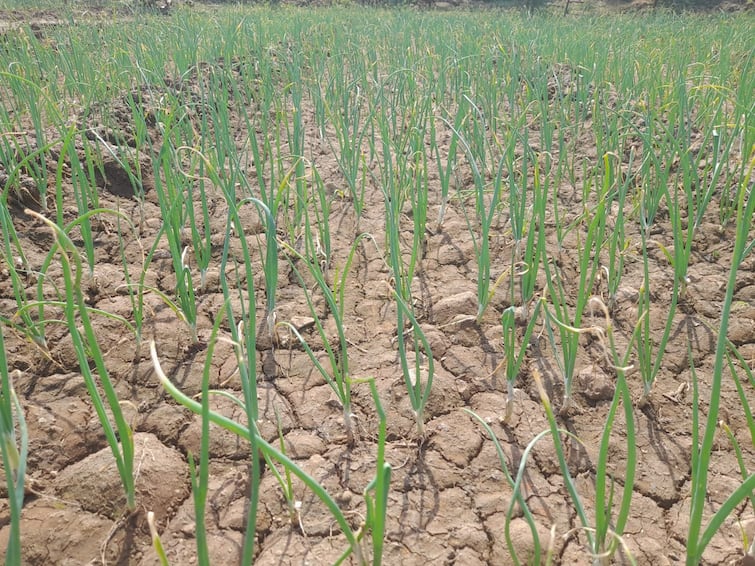 maharashtra news nashik news Effect of cold on onion crop in nashik Nashik Onion Crop : नाशिक जिल्ह्यात कांदा पिकावर करपा रोगाचा प्रादुर्भाव; शेतकऱ्यांची चिंता वाढली