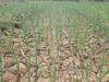 Nashik Onion Crop : नाशिक जिल्ह्यात कांदा पिकावर करपा रोगाचा प्रादुर्भाव; शेतकऱ्यांची चिंता वाढली
