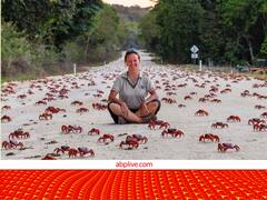 यहां सड़कों से लेकर घरों तक, हर तरफ दिखते हैं सिर्फ केकड़े ही केकड़े!