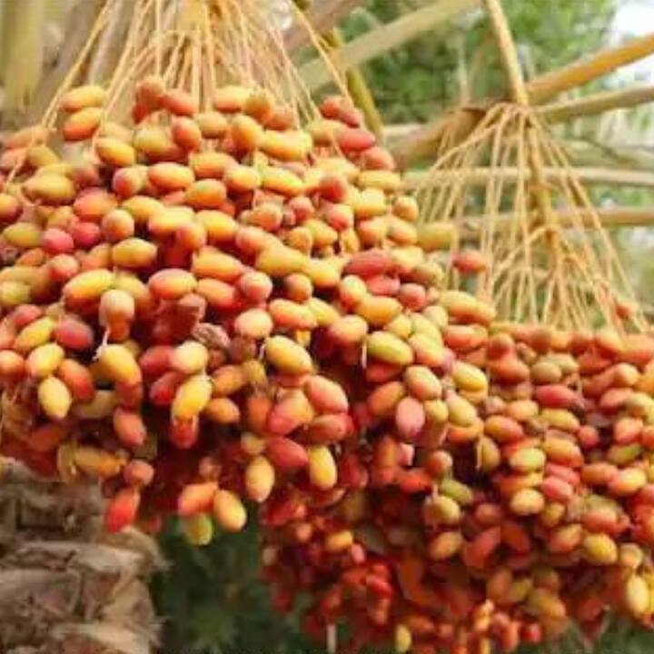 ভুল করেও বাড়ির আঙিনায় খেজুর গাছ লাগাবেন না। এটা খুবই অশুভ বলে মনে করা হয়।