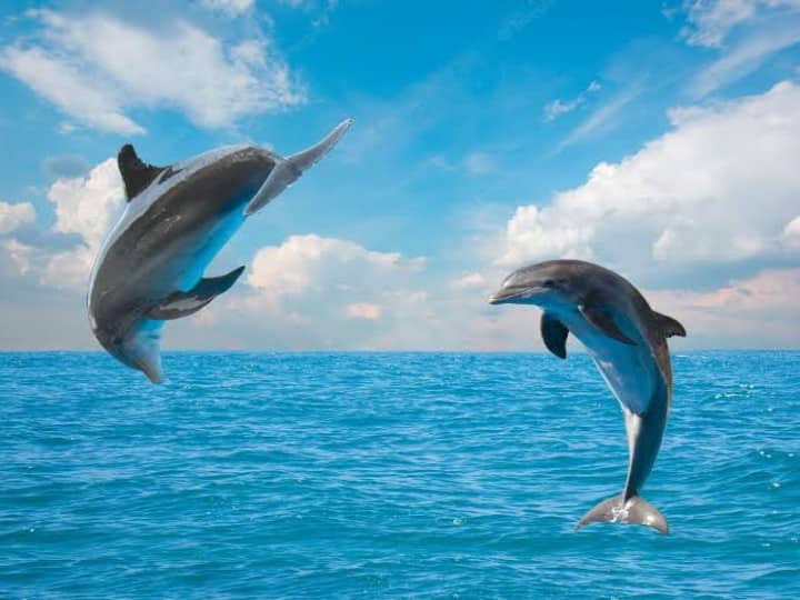 travel tips enjoy trip of goa maharashtra lakshadweep odisha to see dolphins Travel Tips: डॉल्फिन को देखना है बेहद करीब से तो भारत की इन जगहों की करें सैर, इनका रोमांच देख ख़ुशी से झूम उठेगा मन