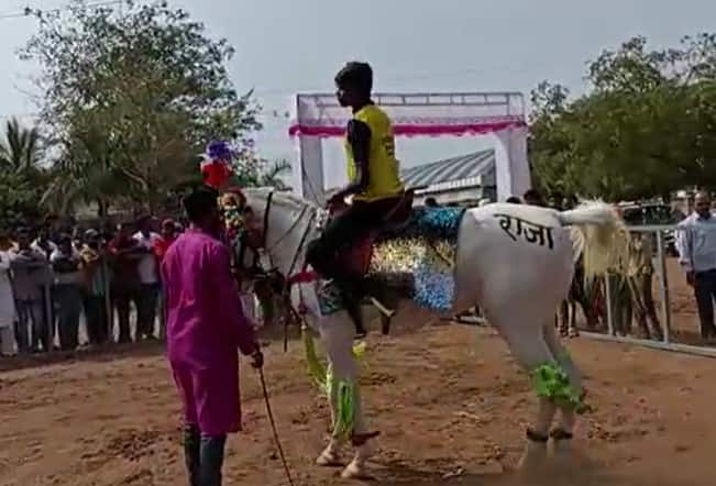 मारवाड, काठेवाड आणि सिंध जातीचे घोडे मोठया संख्येने आले आहेत.