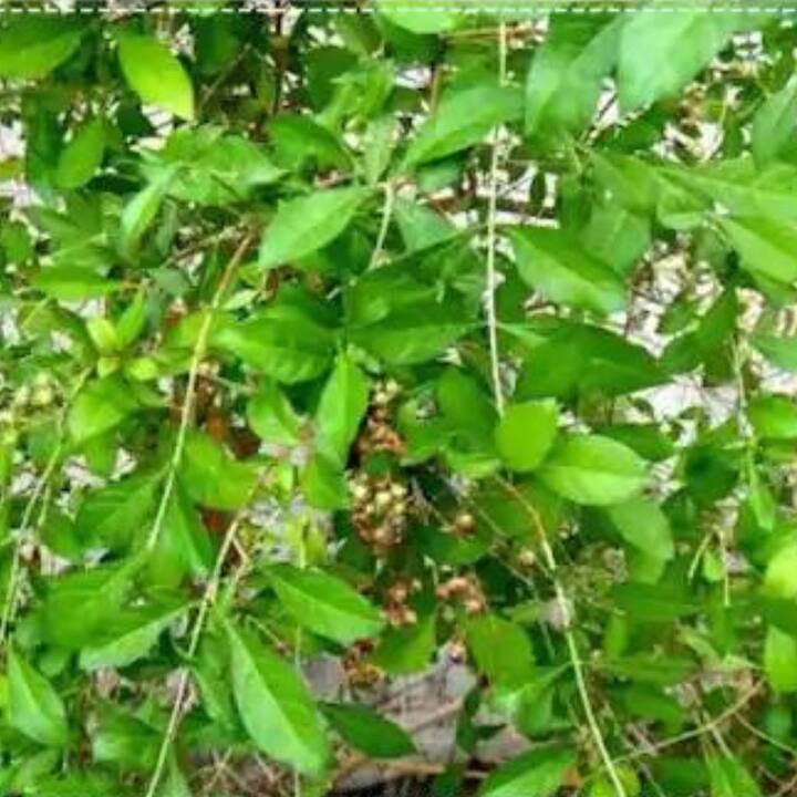 মনে করা হয় যে, মেহেদি গাছে অশুভ শক্তির বাস। বাড়িতে এই গাছ লাগালে নেতিবাচক শক্তির সঞ্চার হয়। এতে ঘরের সুখ-শান্তি নষ্ট হতে পারে।