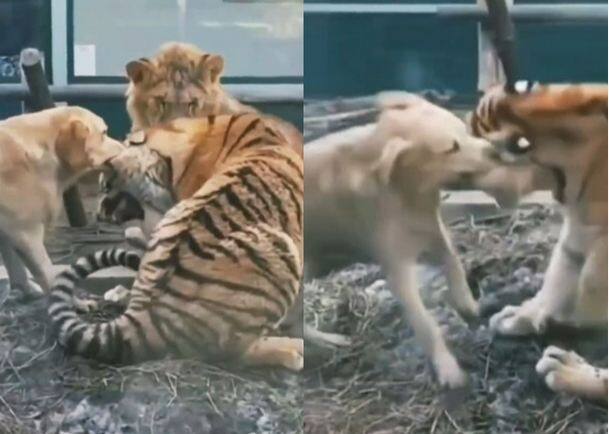 fight of dog and tiger lion ran away scratched ears of tiger shocking video Shocking Video: ਕੁੱਤੇ ਤੇ ਬਾਘ ਦੀ ਜ਼ਬਰਦਸਤ ਲੜਾਈ ਦੇਖ ਕੇ ਭੱਜਿਆ ਸ਼ੇਰ, ਫੜ੍ਹੇ ਬਾਘ ਦੇ ਕੰਨ, ਹੈਰਾਨ ਕਰਨ ਵਾਲੀ ਵੀਡੀਓ
