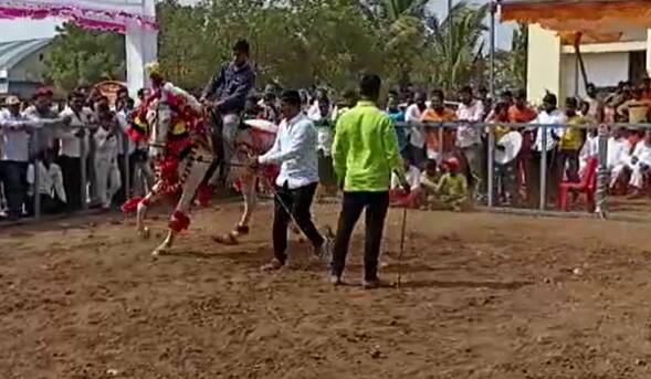 लम्पिच्या आजारामुळे यावर्षी कमी घोडे दाखल झाले आहेत.