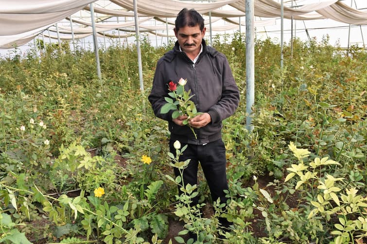 Horticulture Farming: Amreli farmer earns a lot of money from flower cultivation gets best farmer atma award Horticulture Farming: અમરેલીનો ખેડૂત ફૂલની ખેતીથી કરે છે  તગડી કમાણી, મળ્યો છે શ્રેષ્ઠ ખેડૂતનો એવોર્ડ