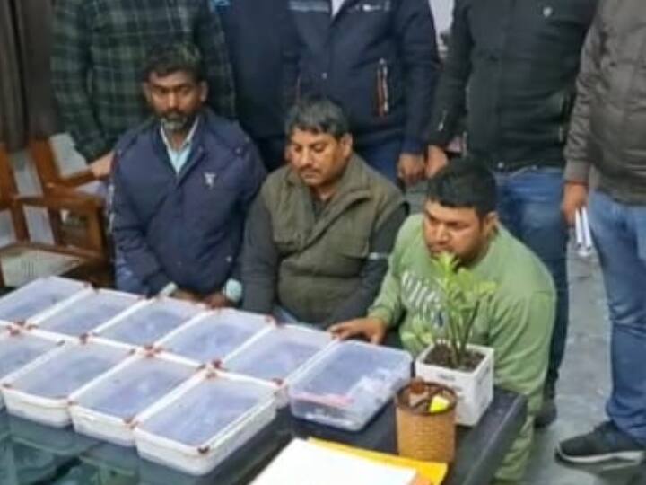 Agra police And STF arrested three miscreants supplying illegal weapons ANN Agra News: STF और आगरा पुलिस ने दबोचे अवैध हथियारों की सप्लाई करने वाले 3 बदमाश, खुलासे से उड़े होश