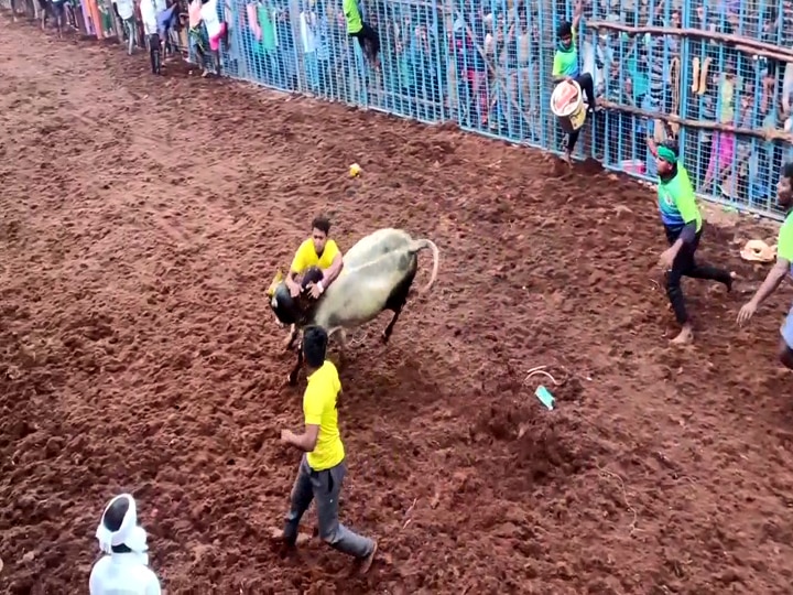 புனித அந்தோணியார் கோவில் ஆண்டுத் திருவிழாவை முன்னிட்டு ஜல்லிக்கட்டு போட்டி