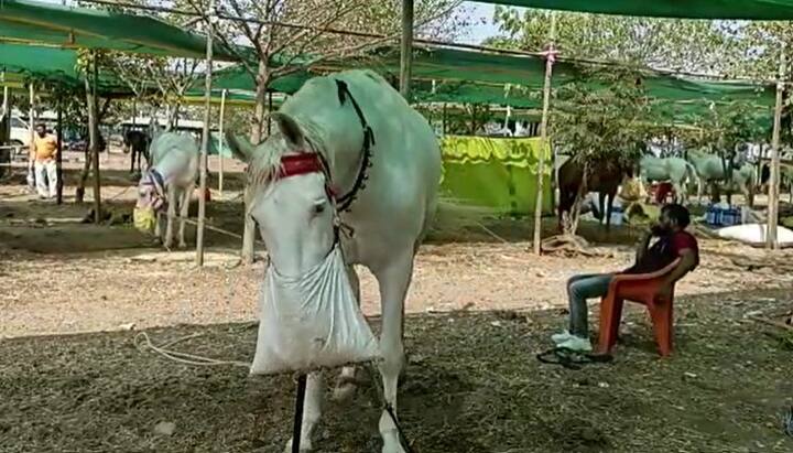 यावर्षी साधारपणे 400ते 300 घोडे विक्रीसाठी दाखल झाले आहेत.