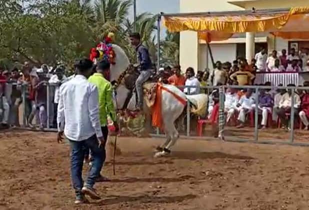 इंदापुरातील कृषी उत्पन्न बाजार समितीत घोड्यांचा बाजार भरला आहे.