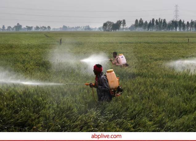  Fertilizer and Pest Management in Wheat Crop may helps to Increase Production and productivity this year Wheat Farming: ਕਣਕ ਦੀ ਉਤਪਾਦਕਤਾ ਵਧਾਉਣ ਲਈ ਕਰੋ ਇਨ੍ਹਾਂ ਖਾਦਾਂ ਦਾ ਛਿੜਕਾਅ, ਕੀੜਿਆਂ ਅਤੇ ਬਿਮਾਰੀਆਂ ਦੇ ਪ੍ਰਬੰਧਨ ਲਈ ਅਪਣਾਓ ਇਹ ਉਪਾਅ