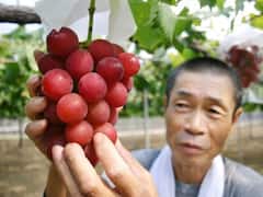 Ruby Roman Grapes: உலகின் விலை உயர்ந்த திராட்சை.. இது உலக சாதனை… ஒரே ஒரு ரூபி ரோமன் திராட்சை விலை தெரியுமா?